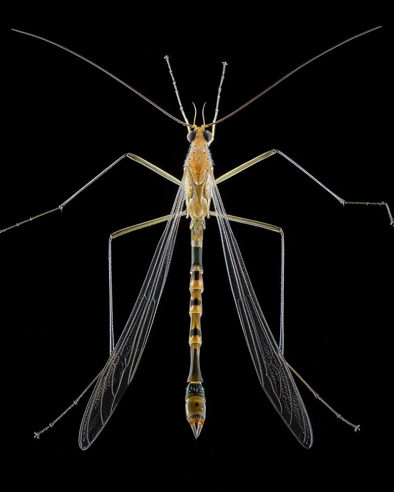 High-Resolution Close-Up Images of Various Insects on Black Background photo