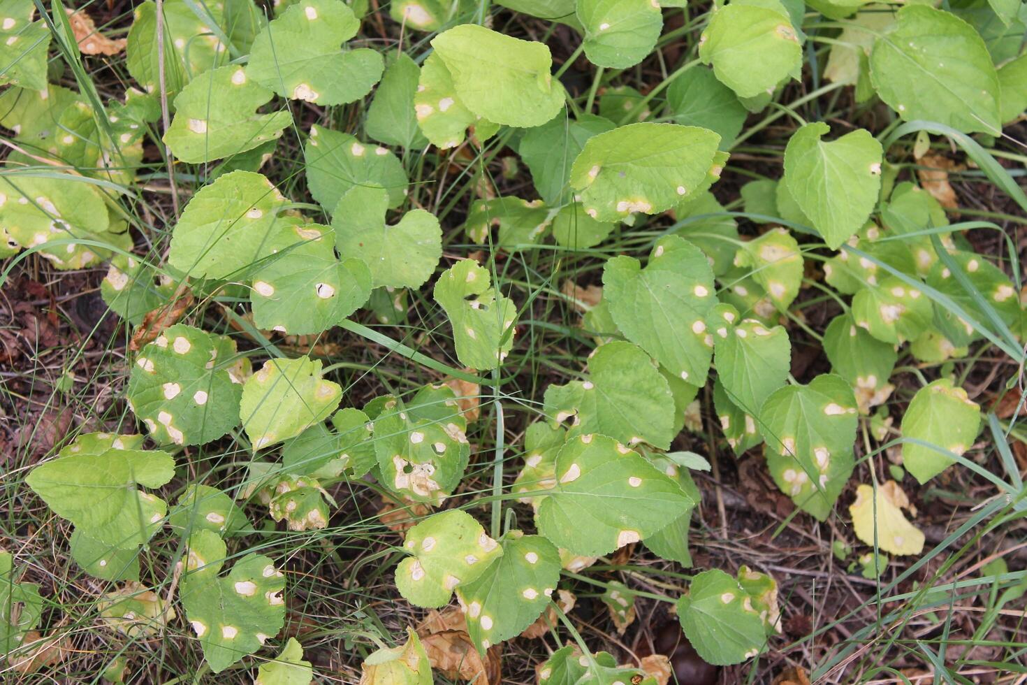 plant background photo