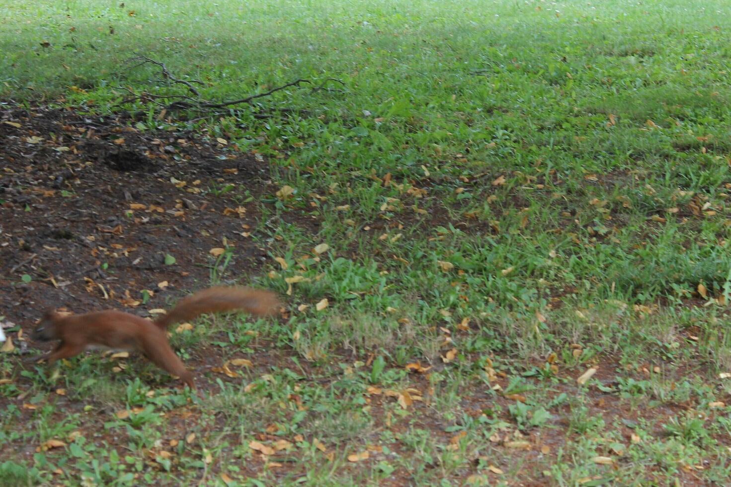photo of a squirrel