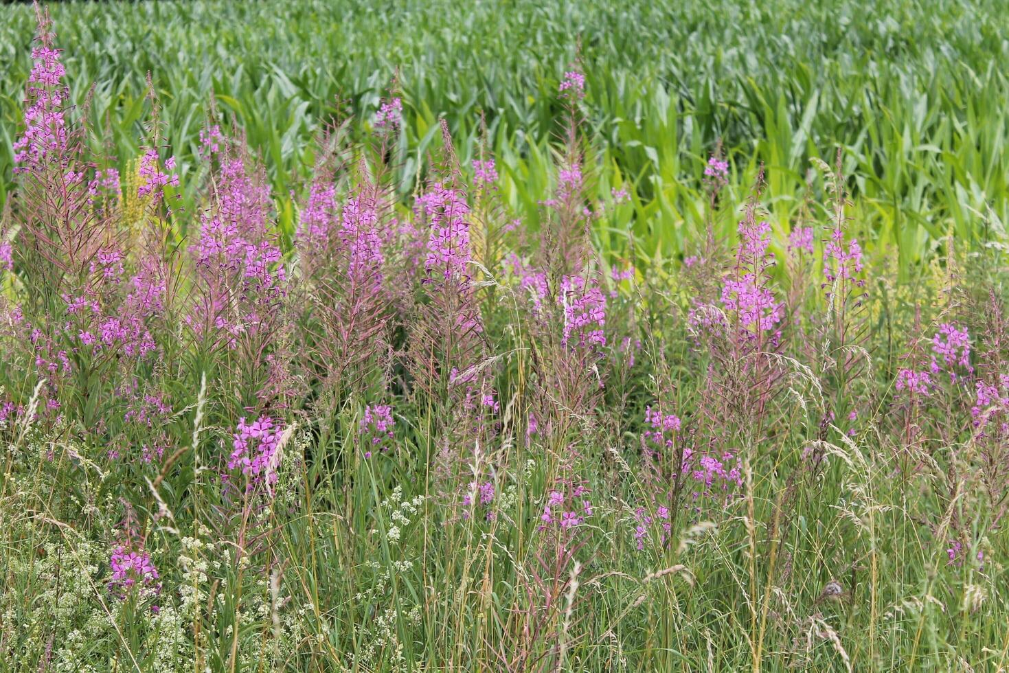 plant background photo