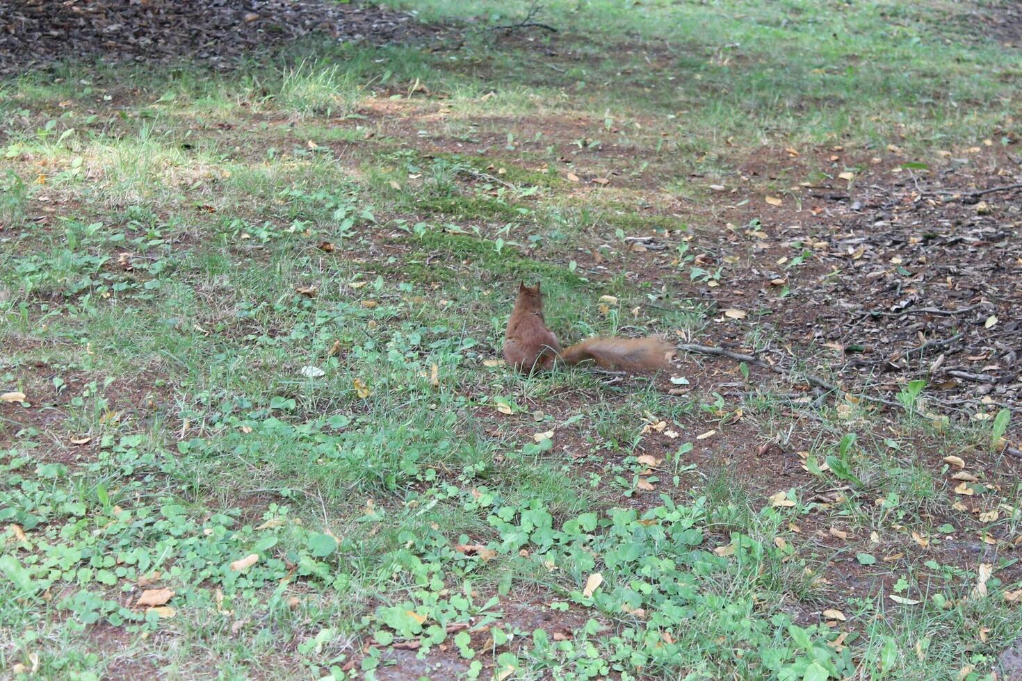 photo of a squirrel