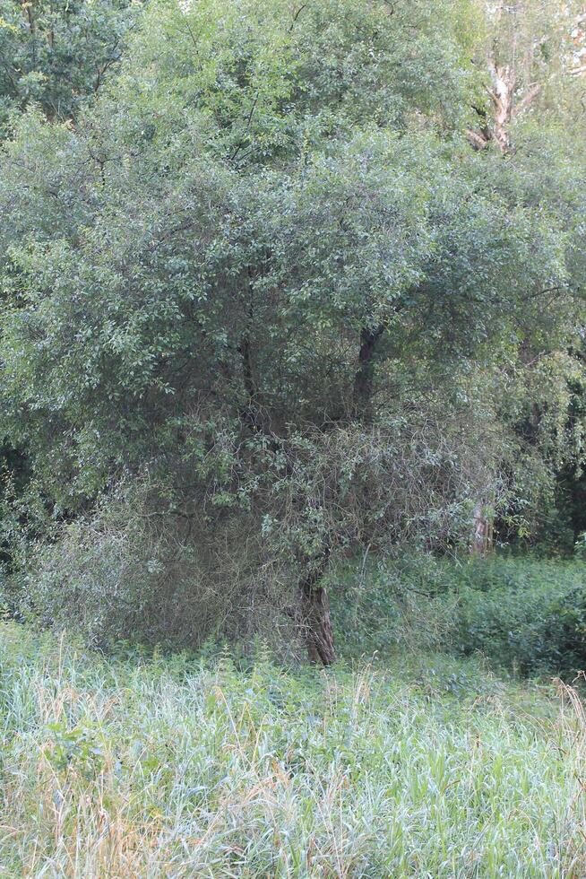 photo with nature theme