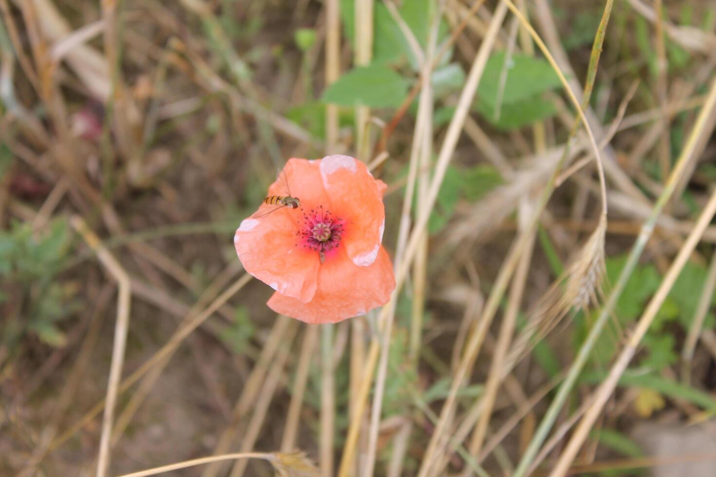 photo with nature theme