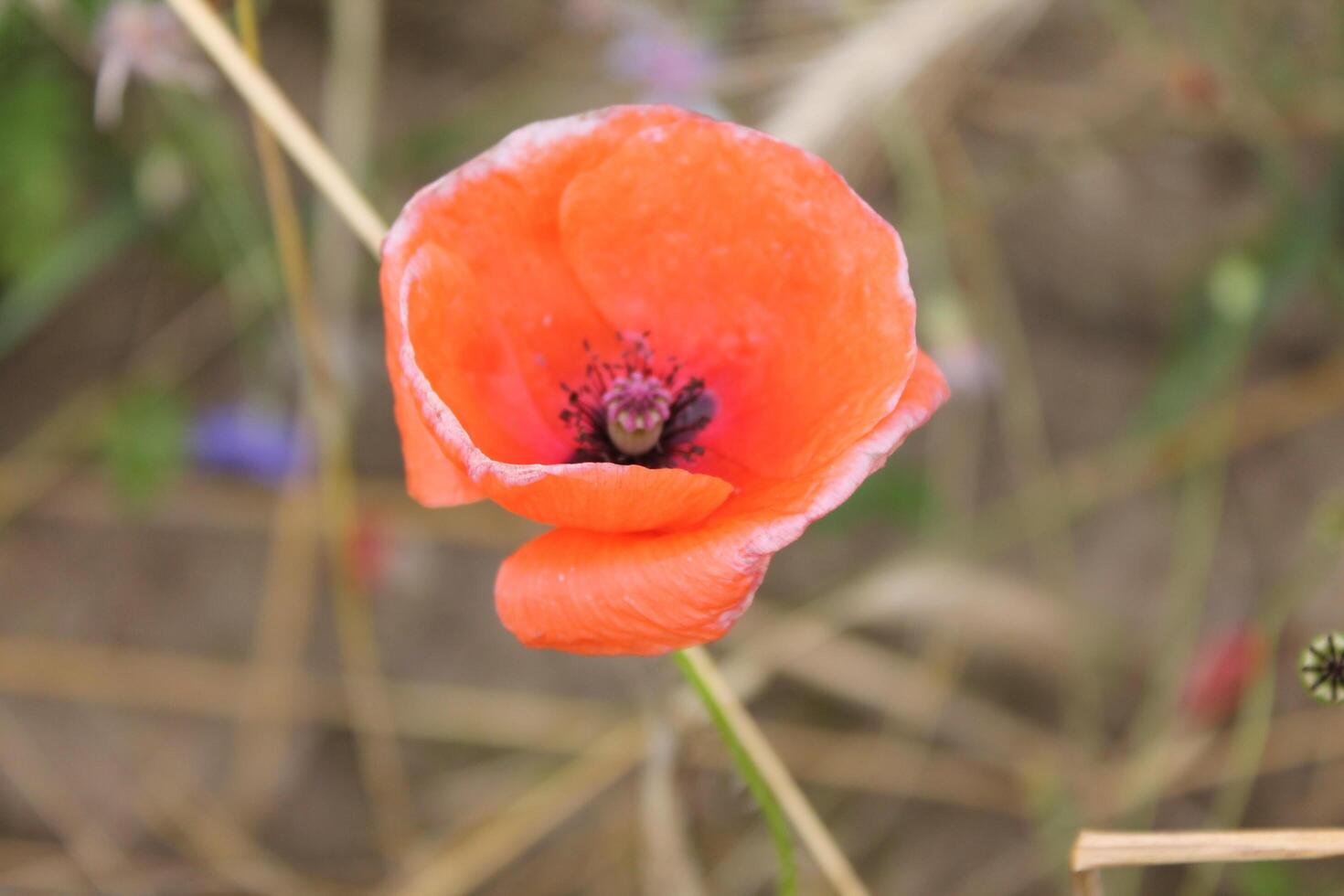 close up shot of a plant photo