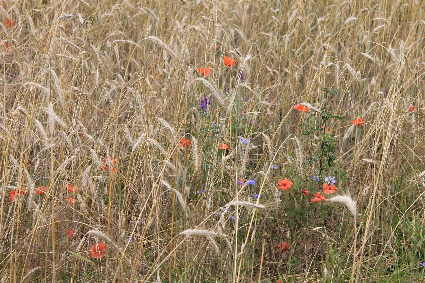 photo with nature theme