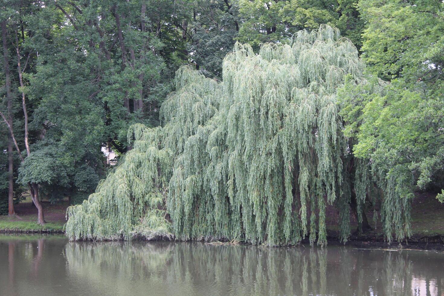 photo with nature theme