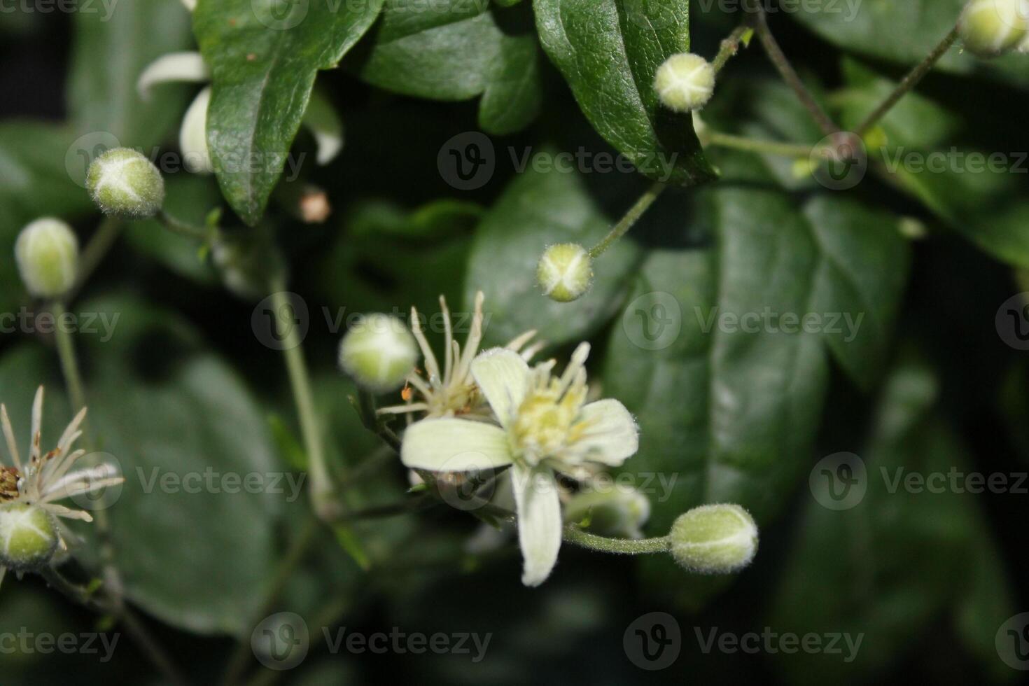 nature background theme photo