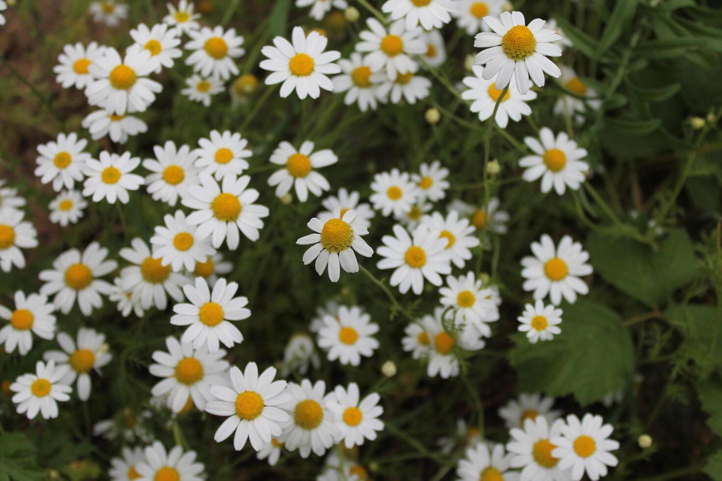 outdoor photo with plants