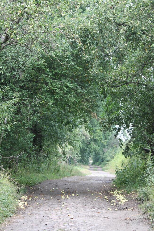 photo with nature theme
