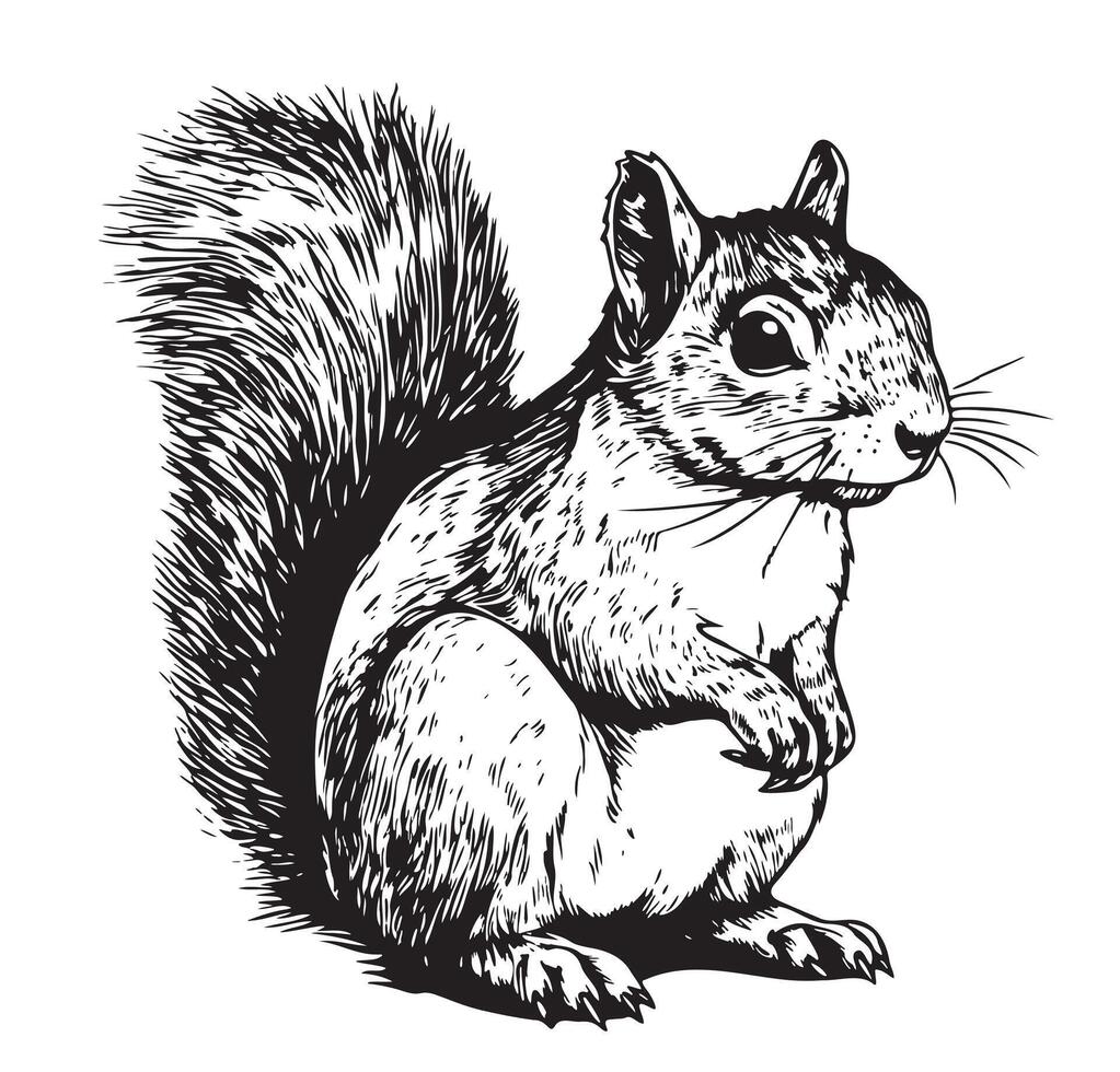 Squirrel sketch hand drawn illustration Wild animals vector