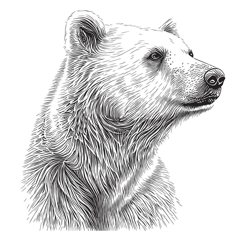 Polar bear portrait hand drawn sketch illustration wild animals vector