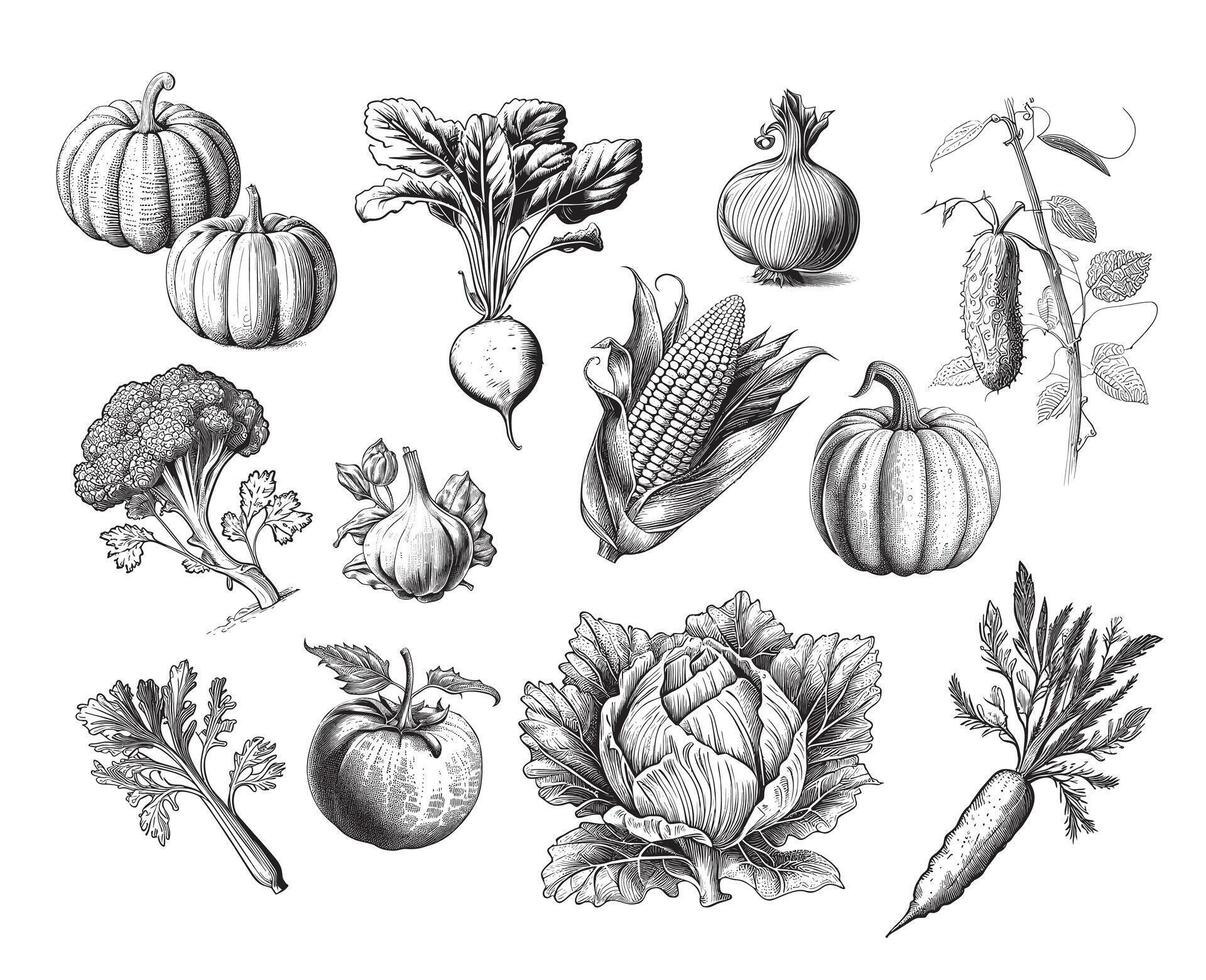 Vegetables collection hand drawn sketch illustration vector