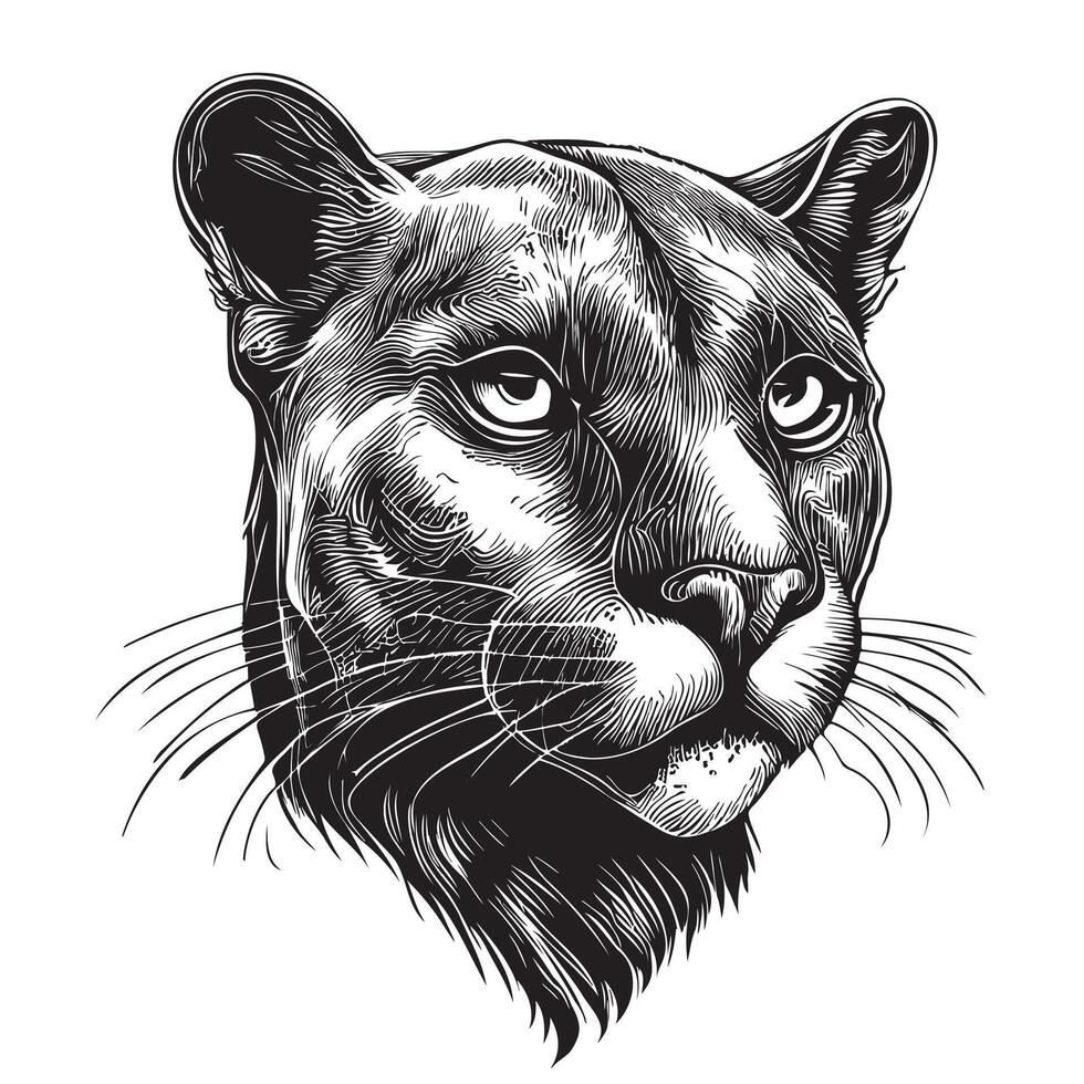 Black panther portrait hand drawn sketch illustration, Wild animals vector