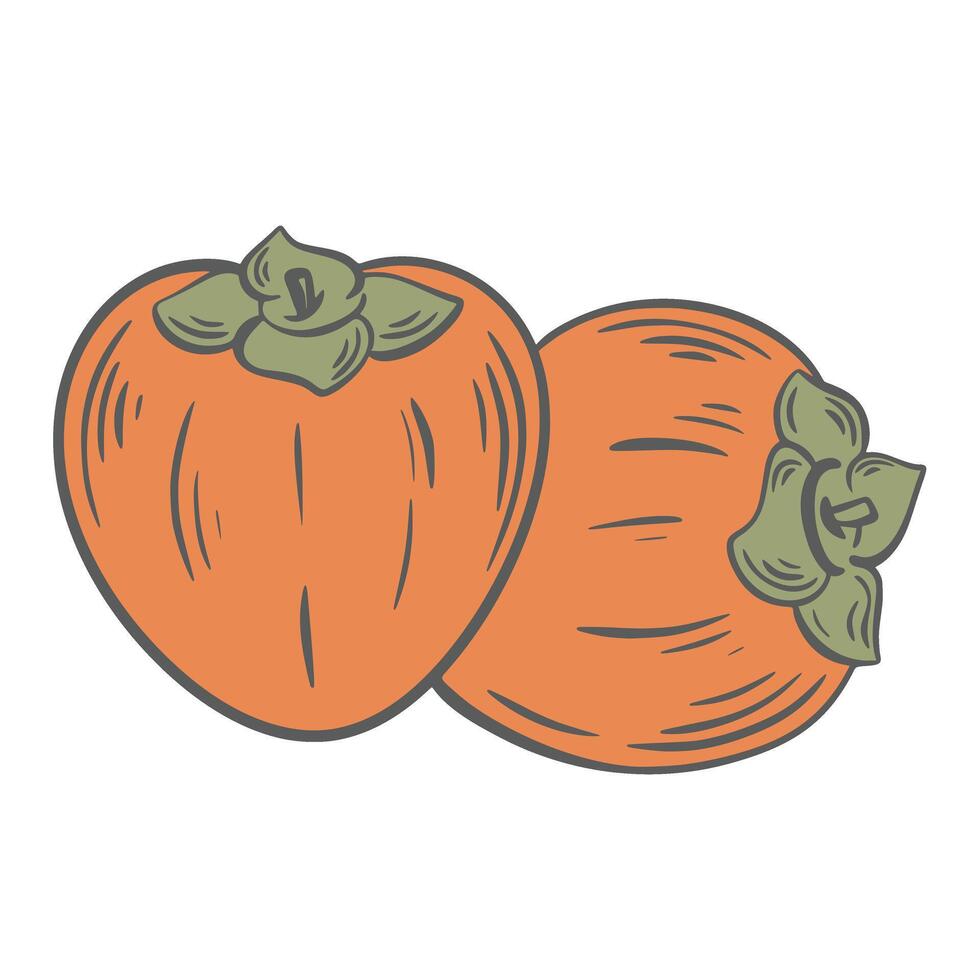 Two ripe juicy persimmons vintage engraving clip art vector