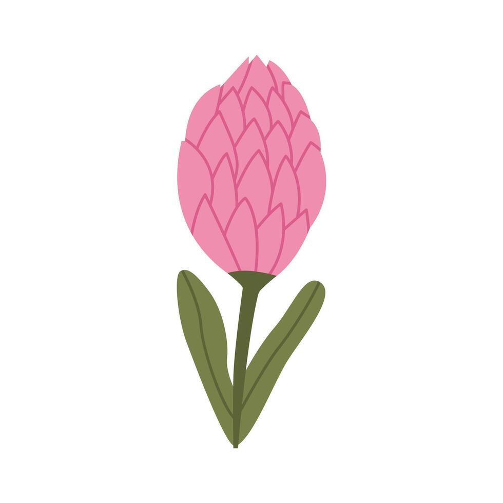 Protea flower. Flat illustration isolated on white background. vector
