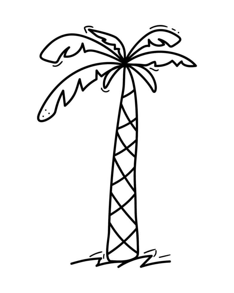 Doodle palm tree illustration in . Hand drawn palm tree icon. Illustration isolated on white background vector