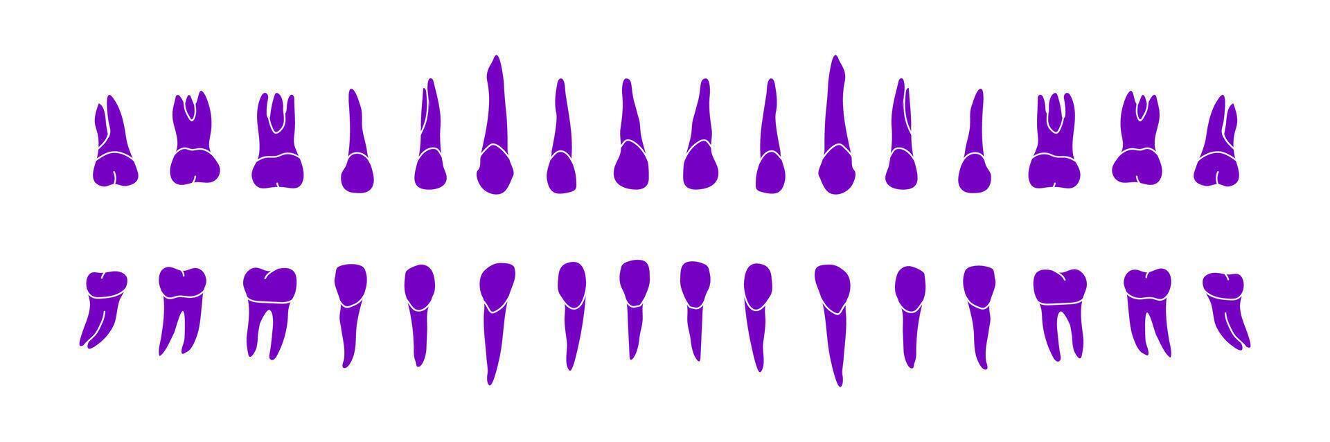 Dental Row. educational illustration vector