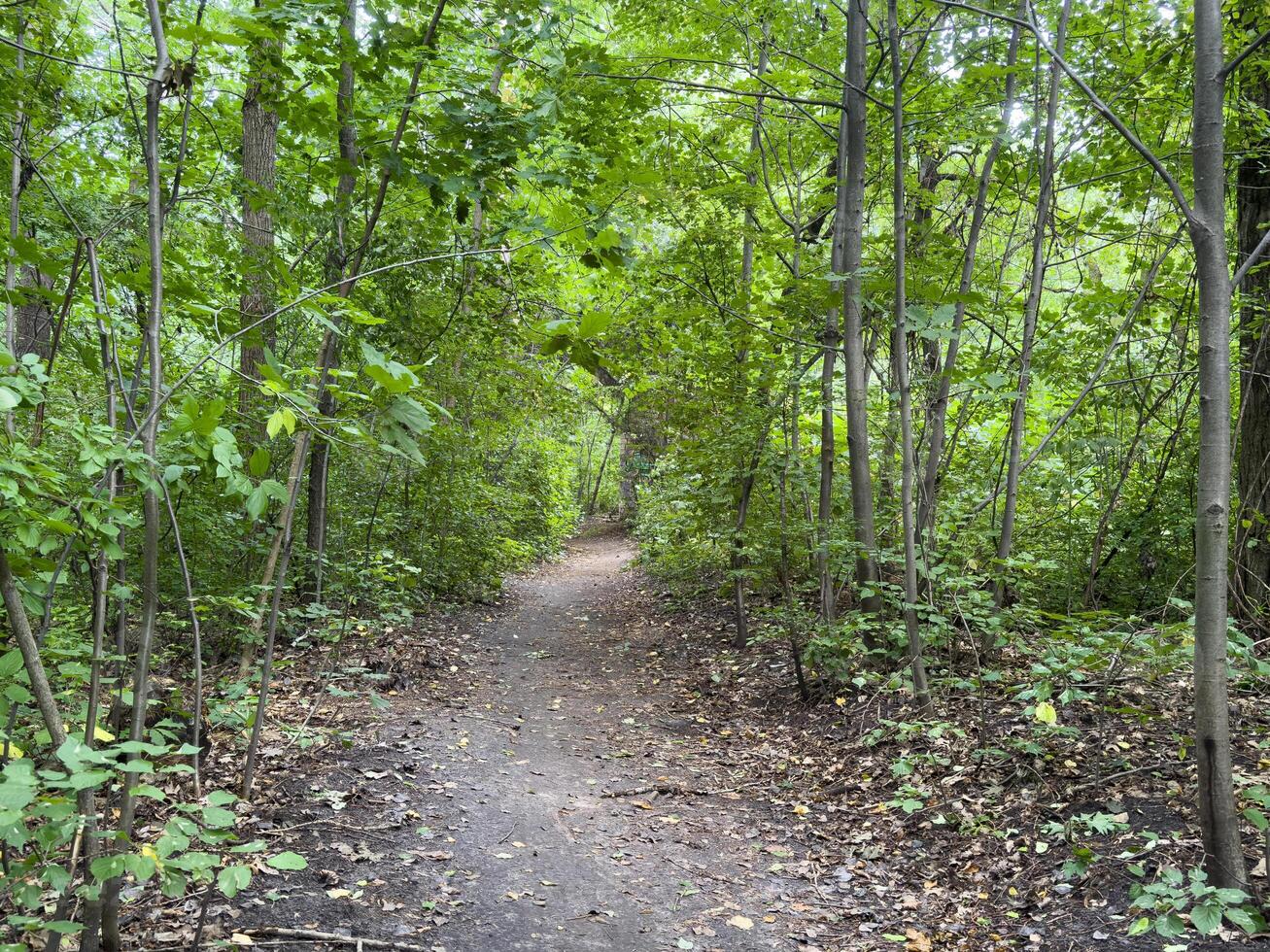 Greenery in the forest in late summer. photo