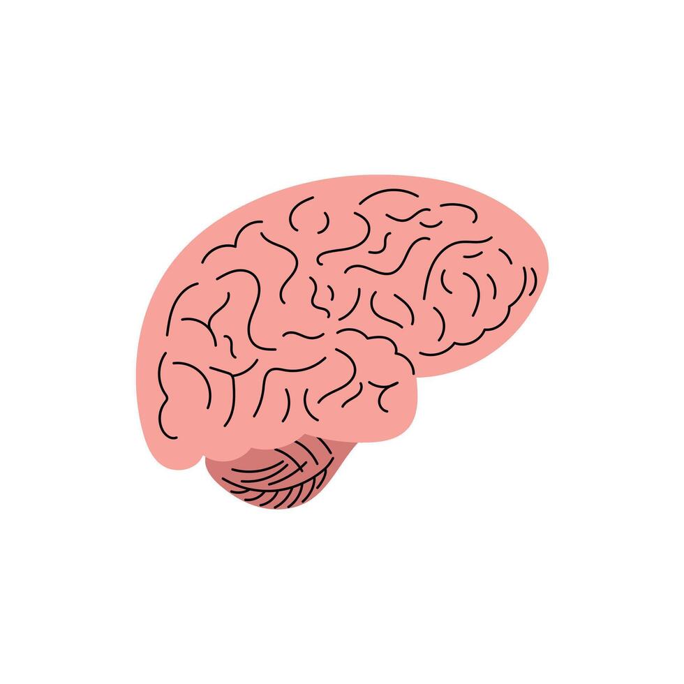 flat anatomical Illustration. Human brain sketch. vector