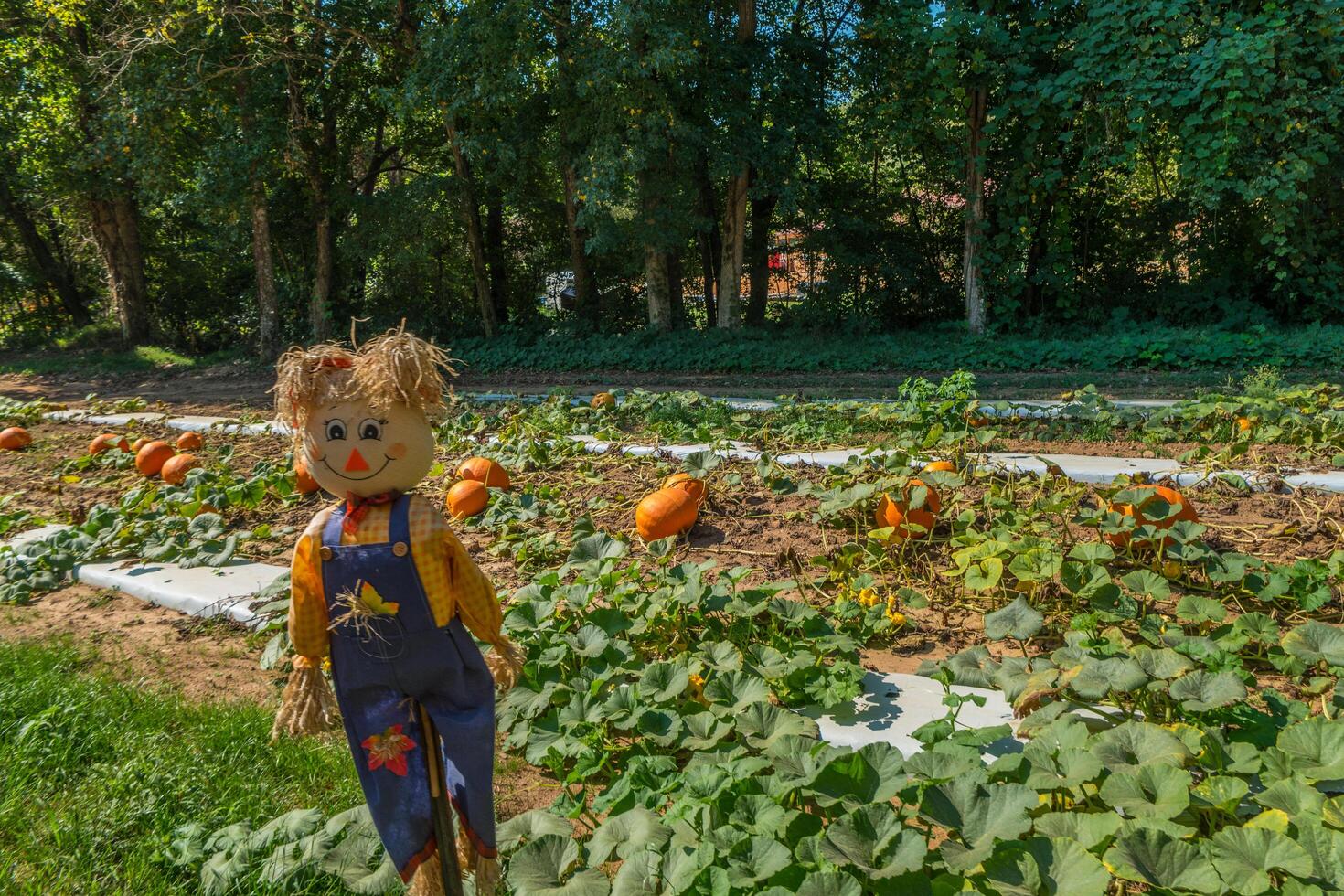Scarecrow in a pumpkin patch photo