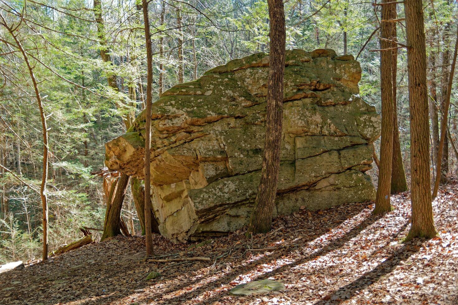 Large boulder in the forest photo