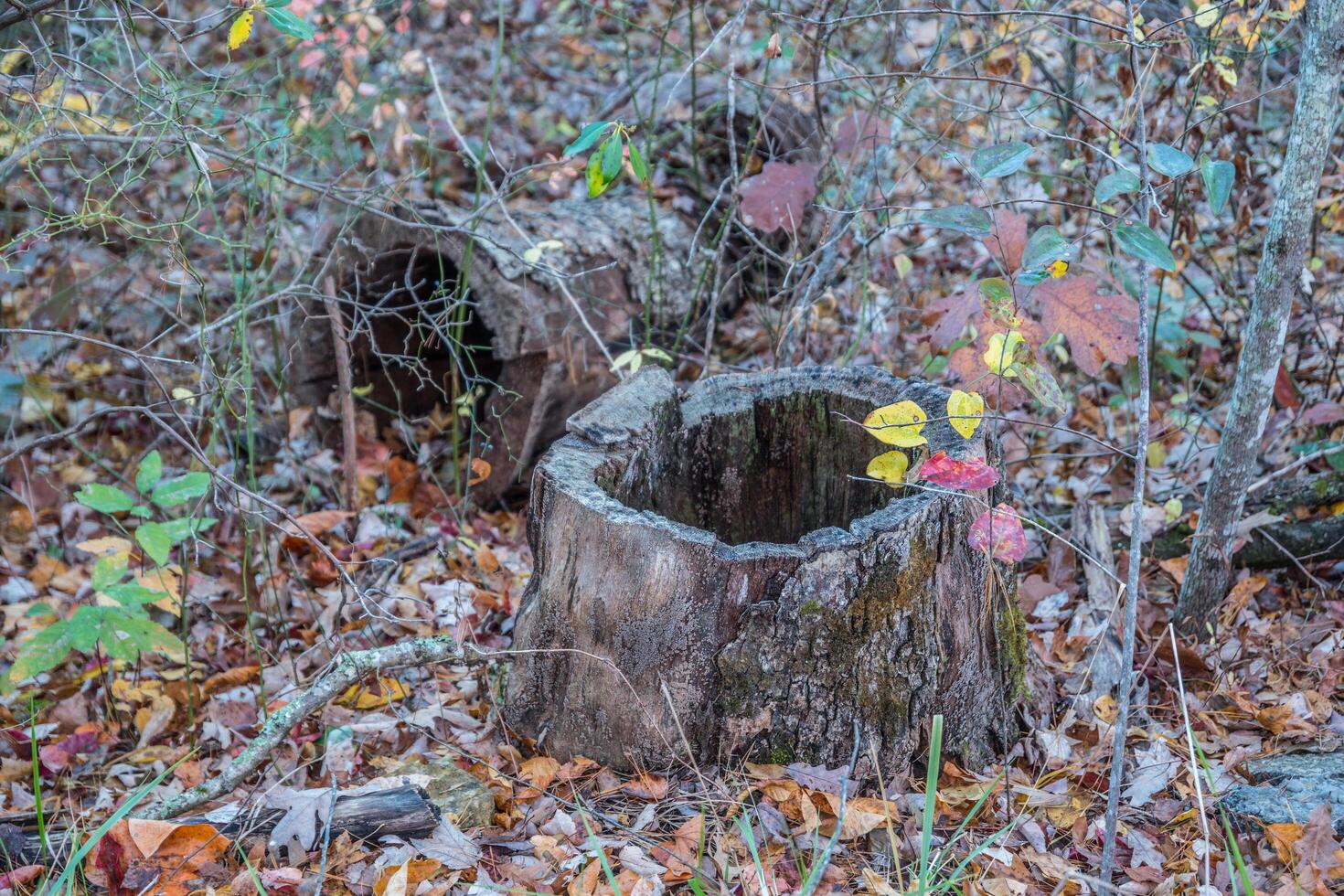 Hollow tree trunk and log in the forest photo