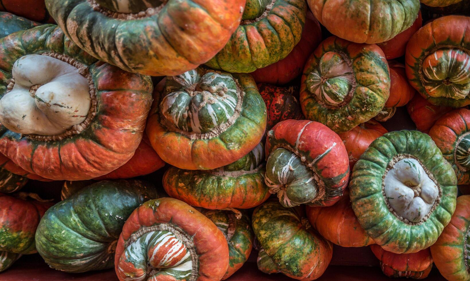 Turk's turban squash in a pile photo