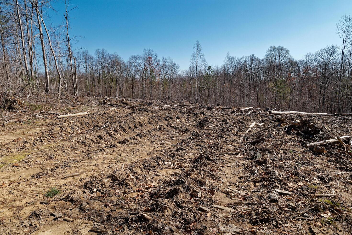 Deforestation in the forest photo