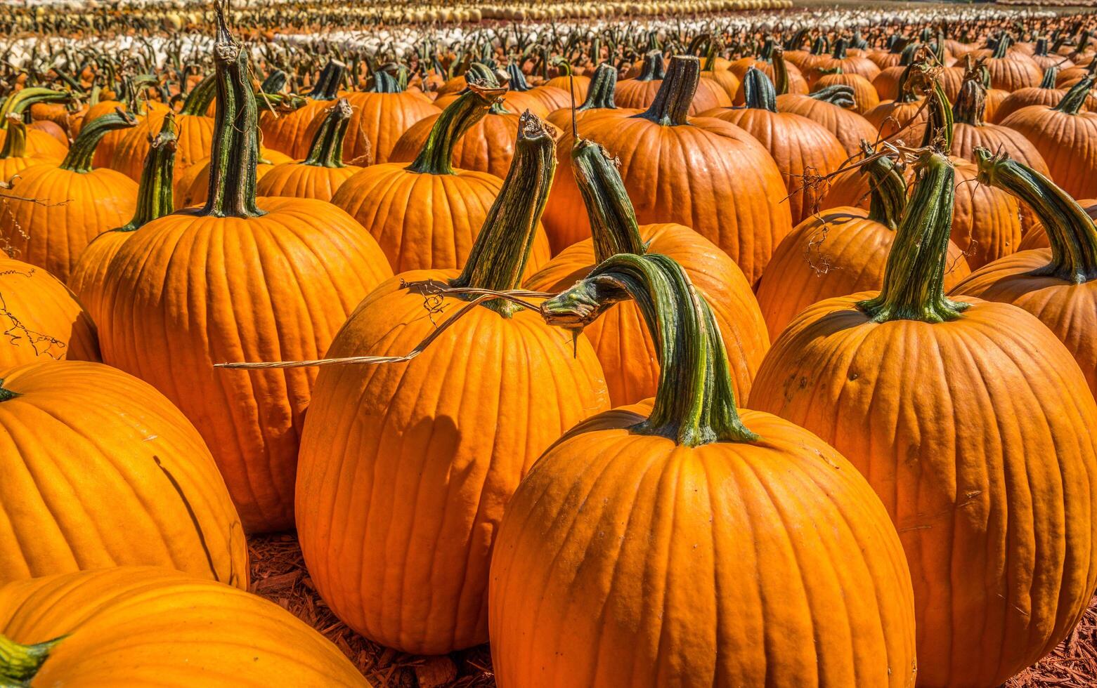 Pumpkins of all kinds photo