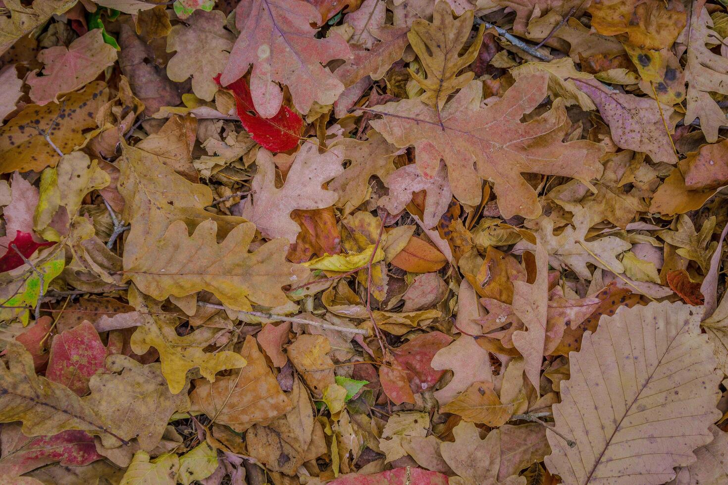 Autumn leaves on the forest floor photo