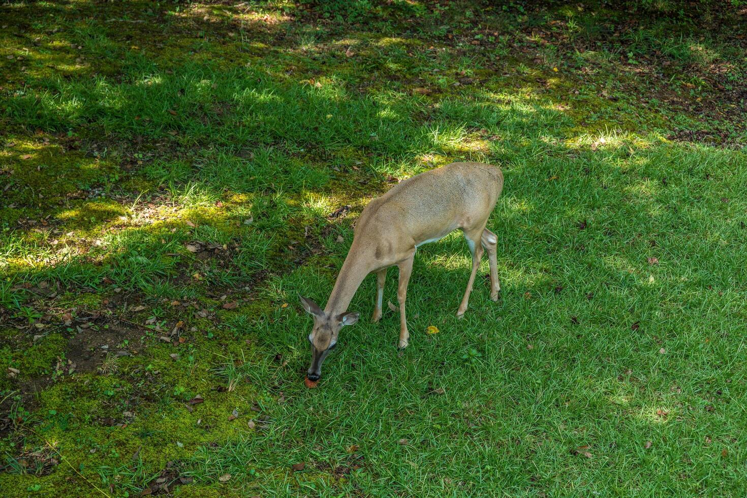 Deer eating an apple photo