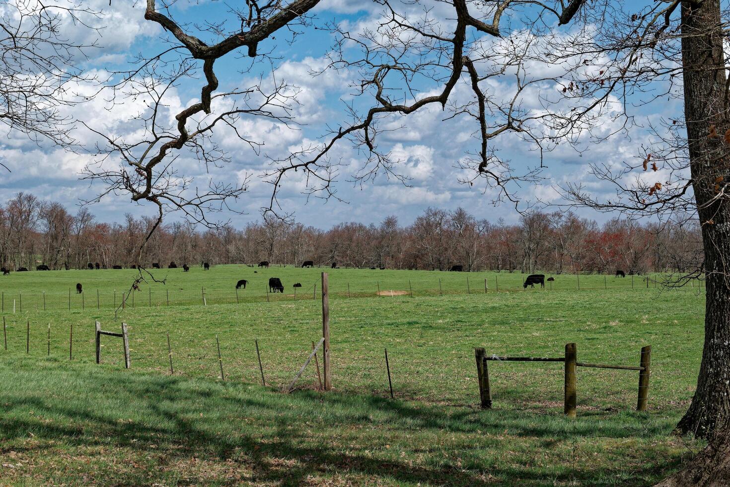 Cows in a farm field photo