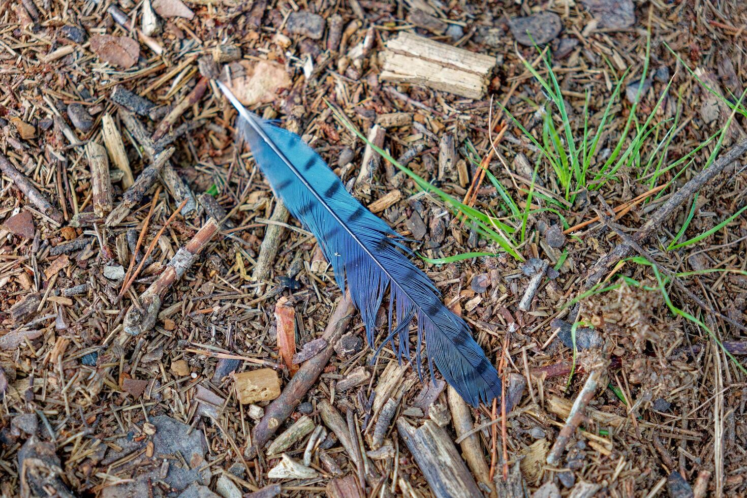 Bluejay feather on the ground photo