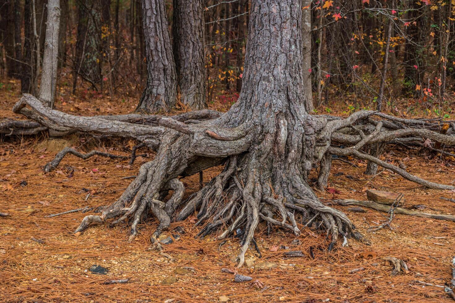 Tree roots exposed closeup photo