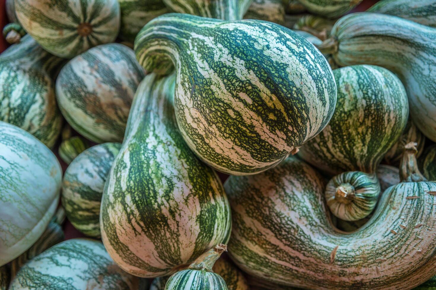 Green and white bottle gourds photo
