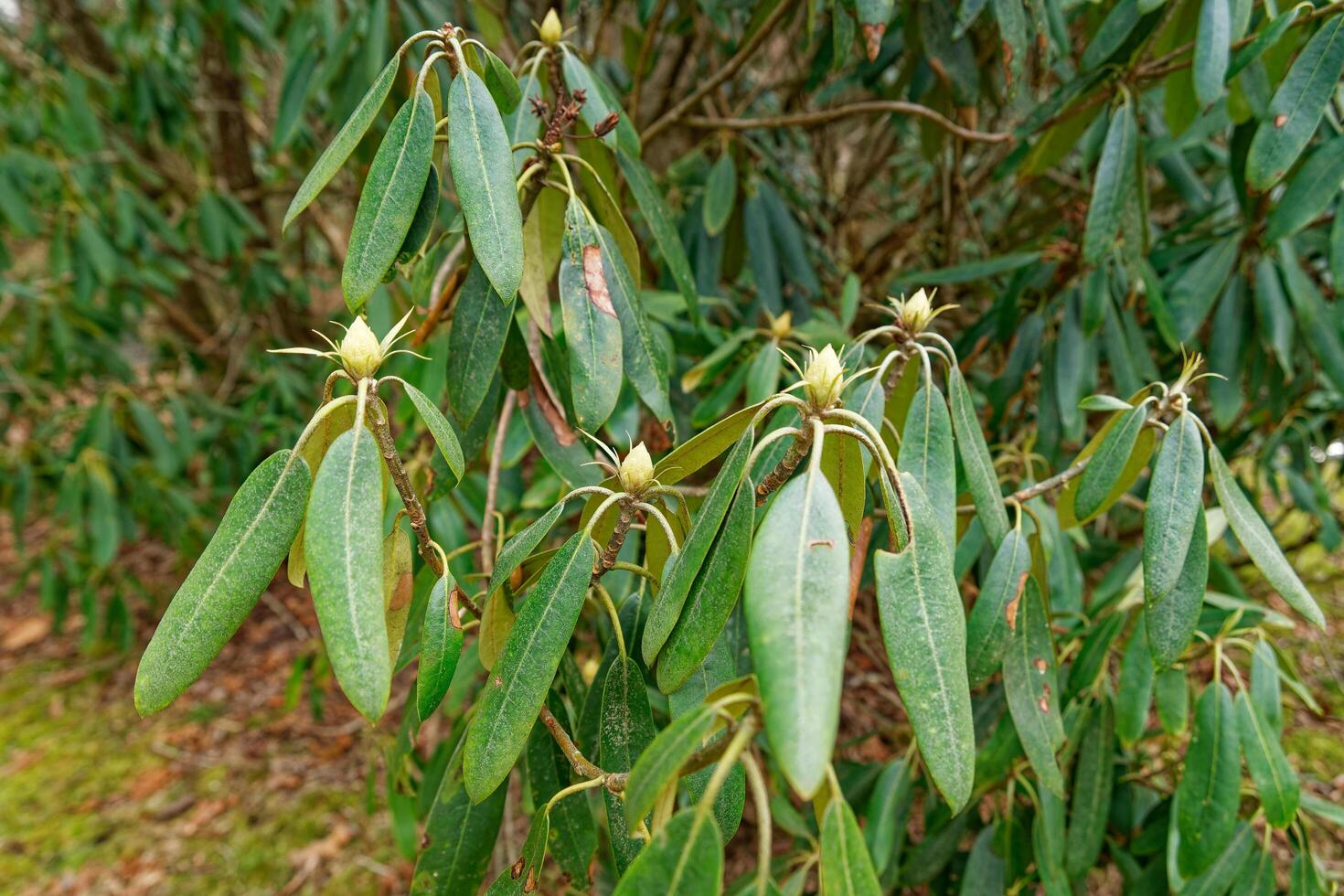Rhododendron bush with buds photo