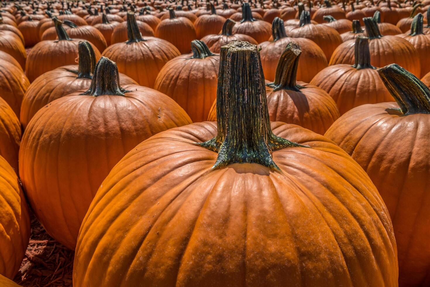 Many pumpkins together photo