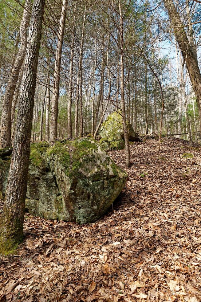 Trees and boulders on a hillside photo