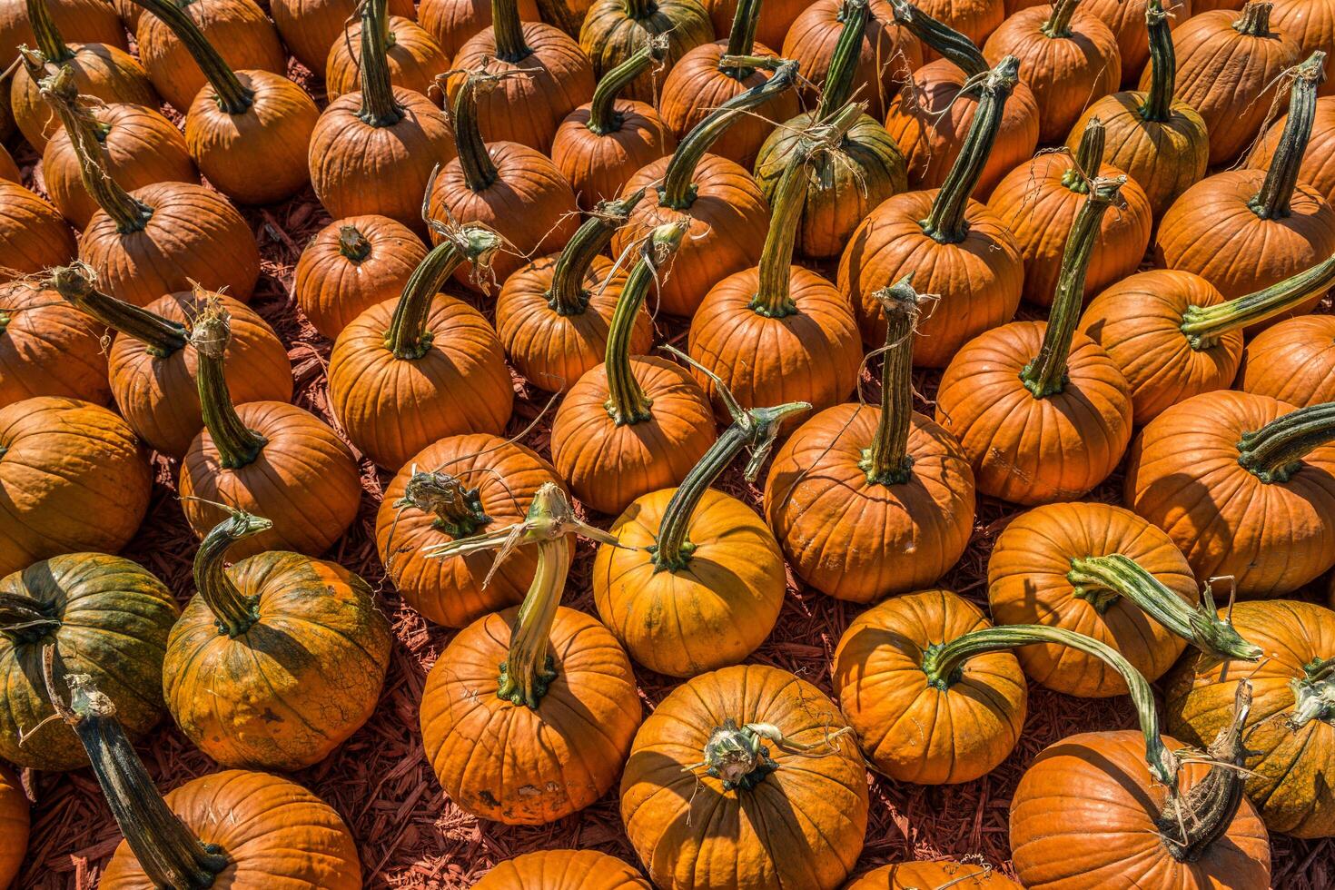 Freshly picked pumpkins photo