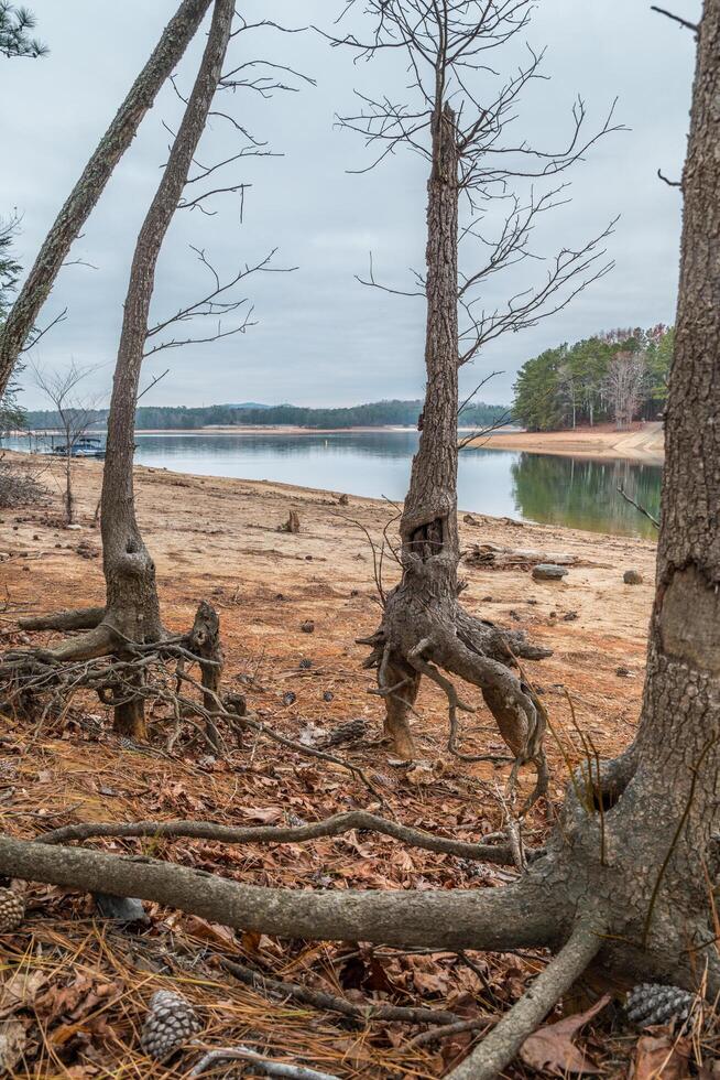 Erosion at Lake Lanier in Georgia photo