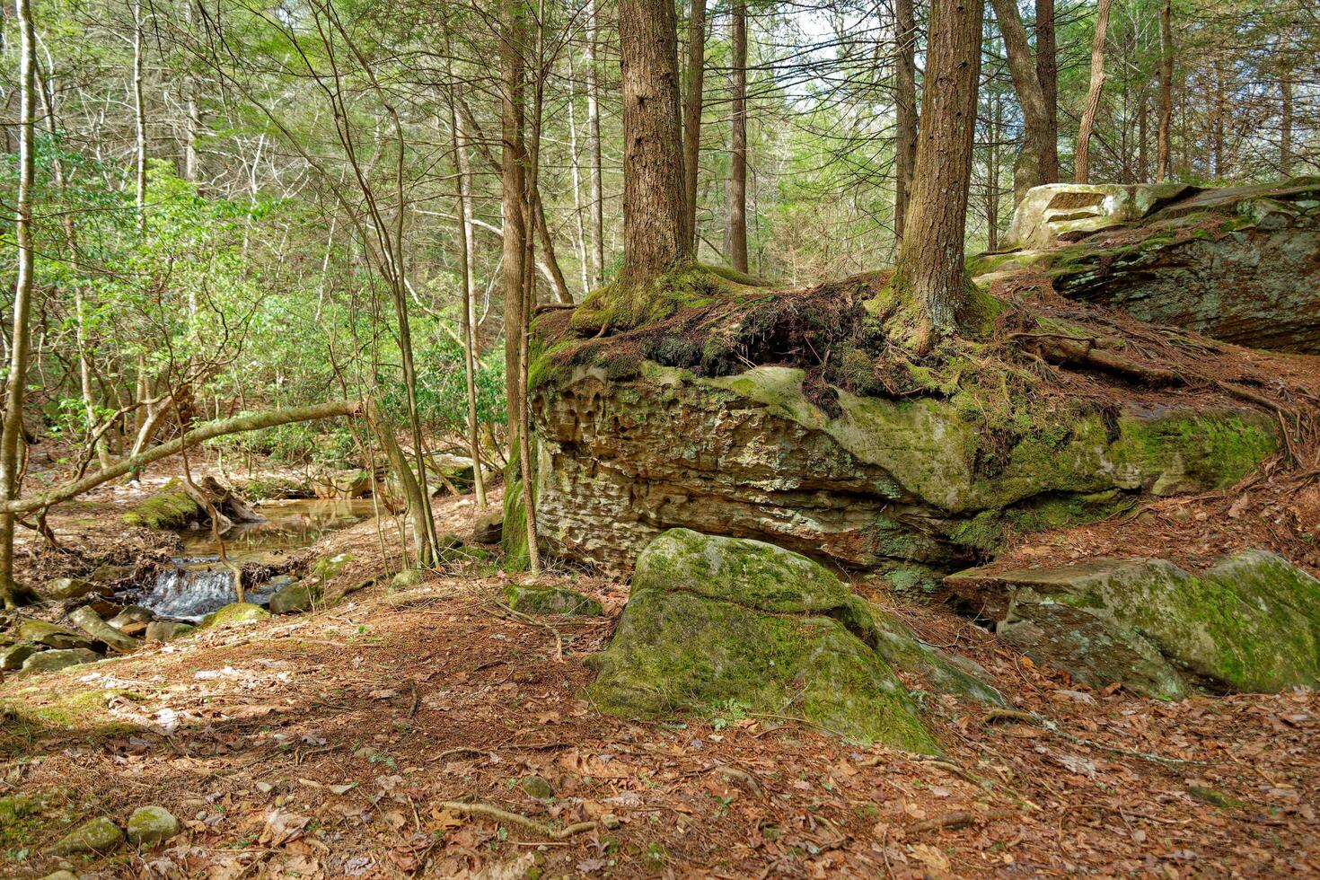 Rocky terrain trail in the forest photo