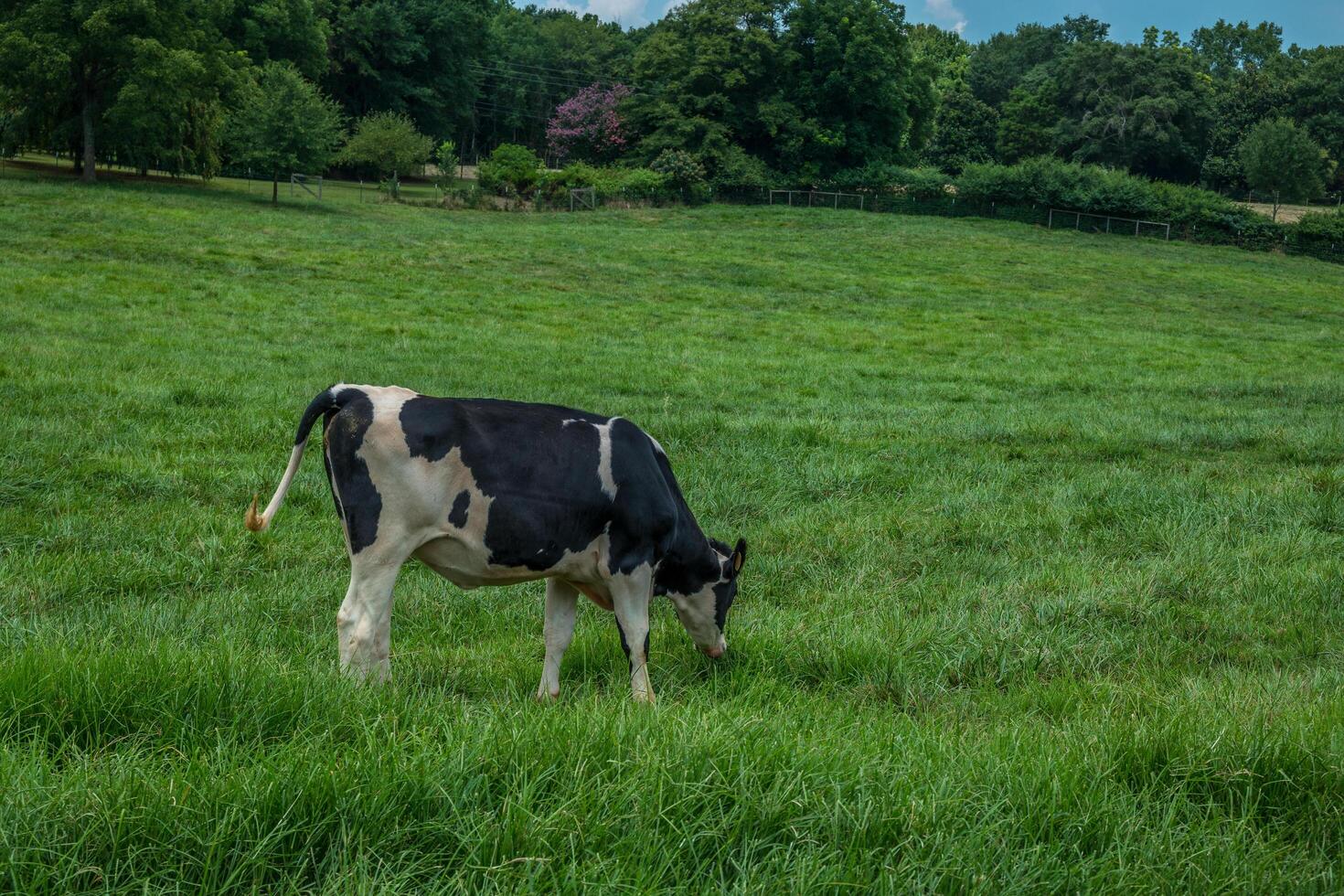 Cow grazing in the pasture photo