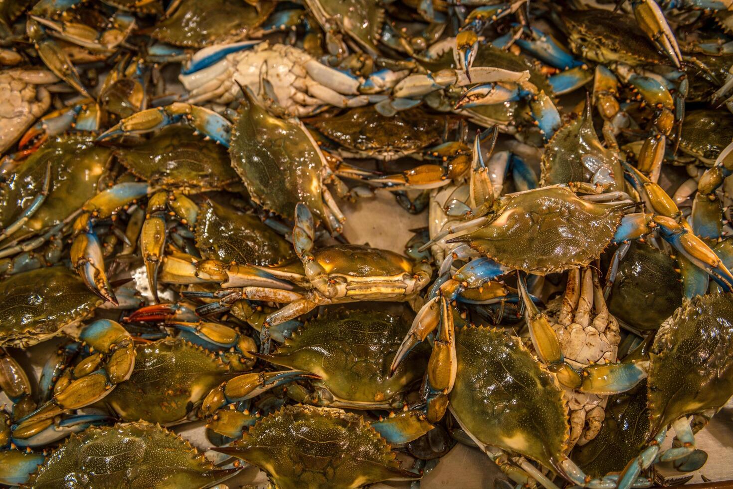 Blue crabs in a pile photo
