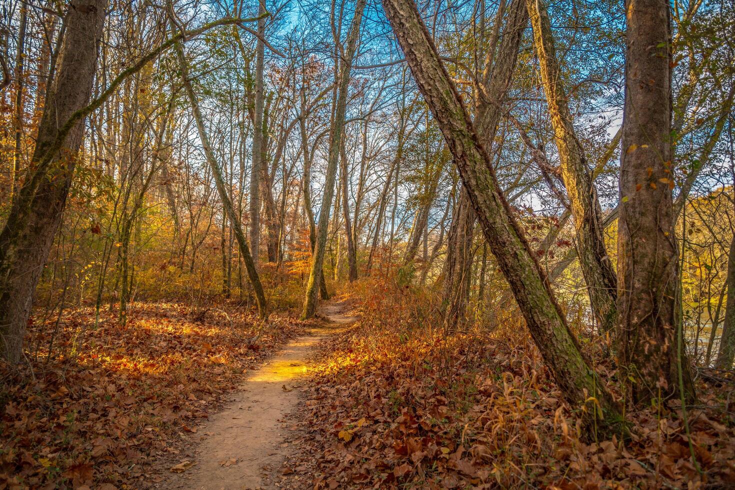 Forest trails in autumn photo