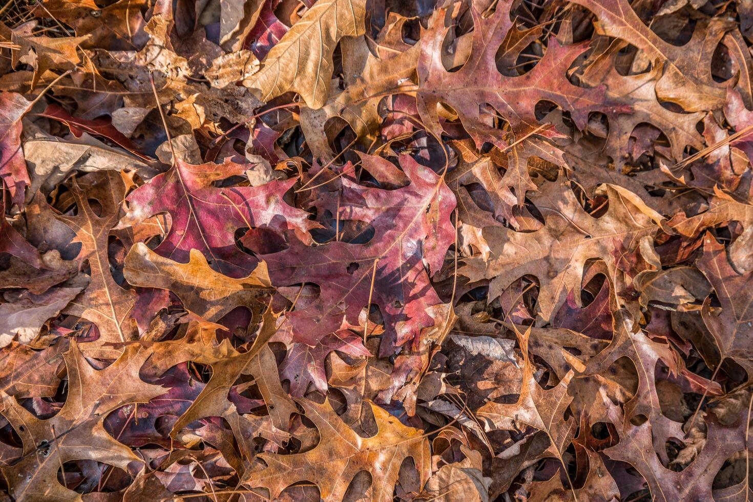 Pile of oak leaves photo
