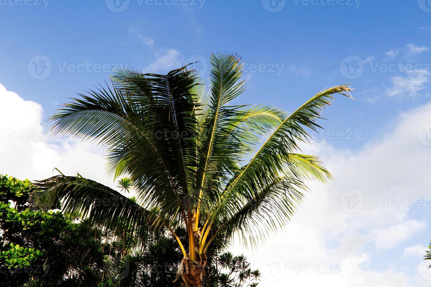 Top Of Palm Tree Against Blue Sky photo