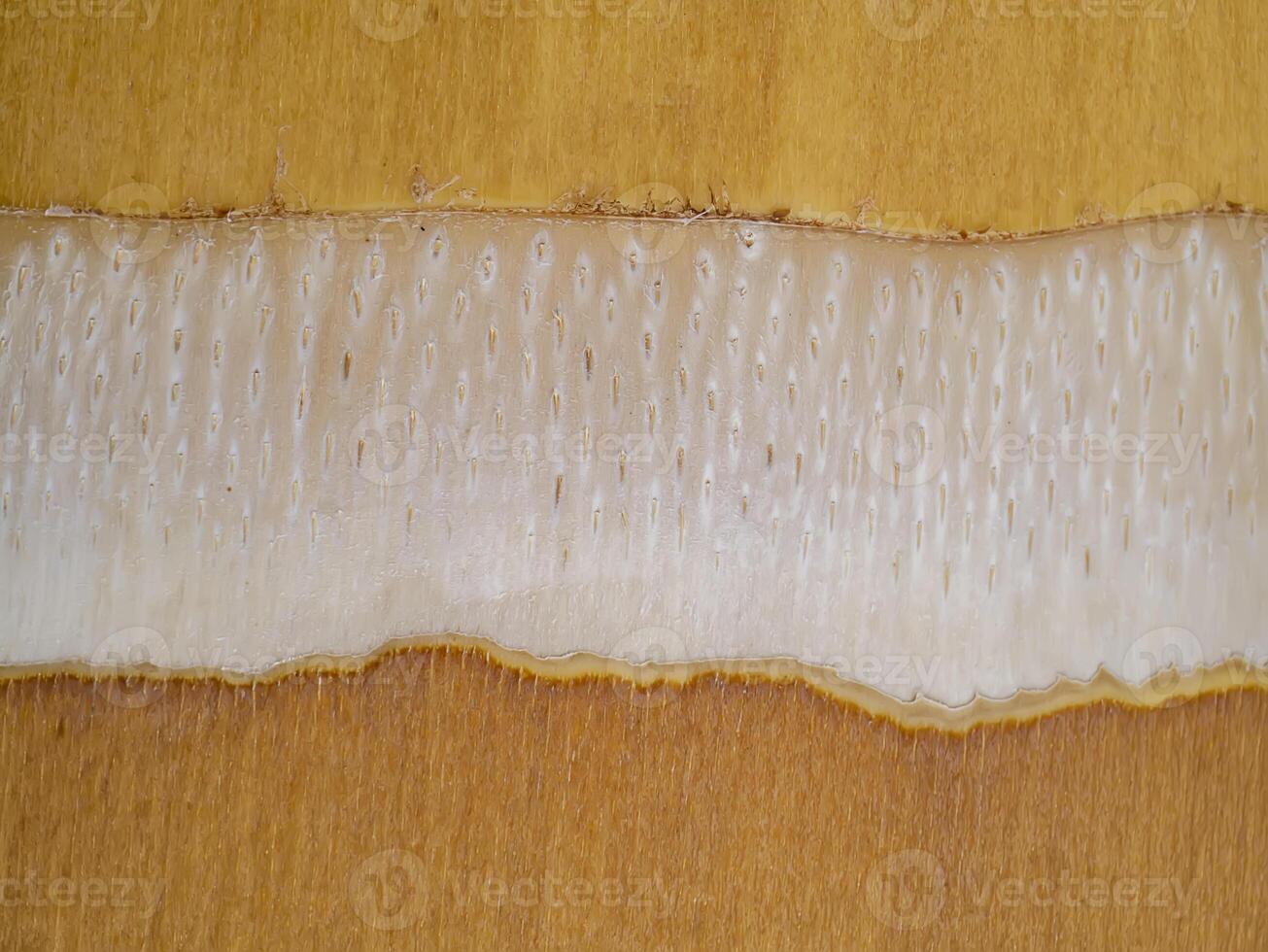 Close up bark of palm tree background. photo