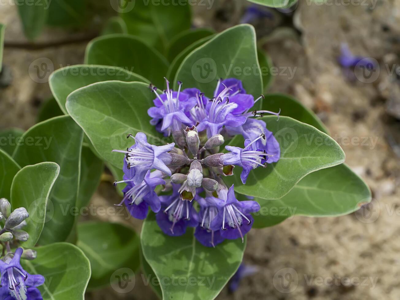 Close up of Vitex trifolia plant on the beach. photo
