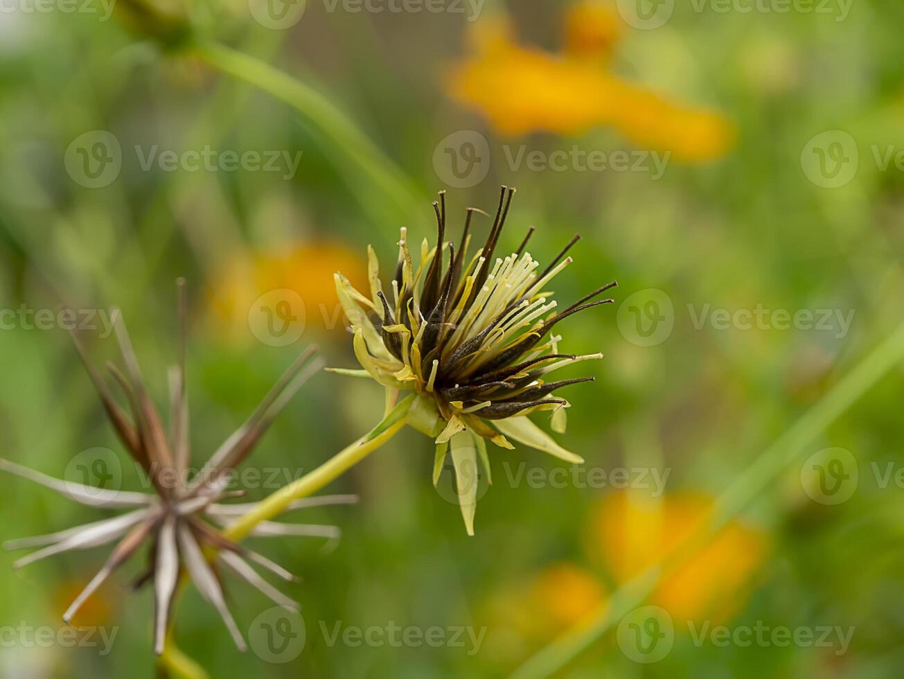 Close up three cosmos flower photo
