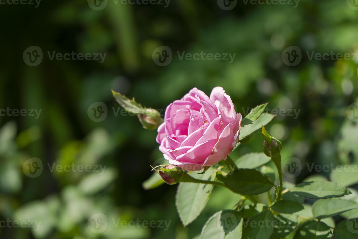 Pink Rose flower with blur background. photo